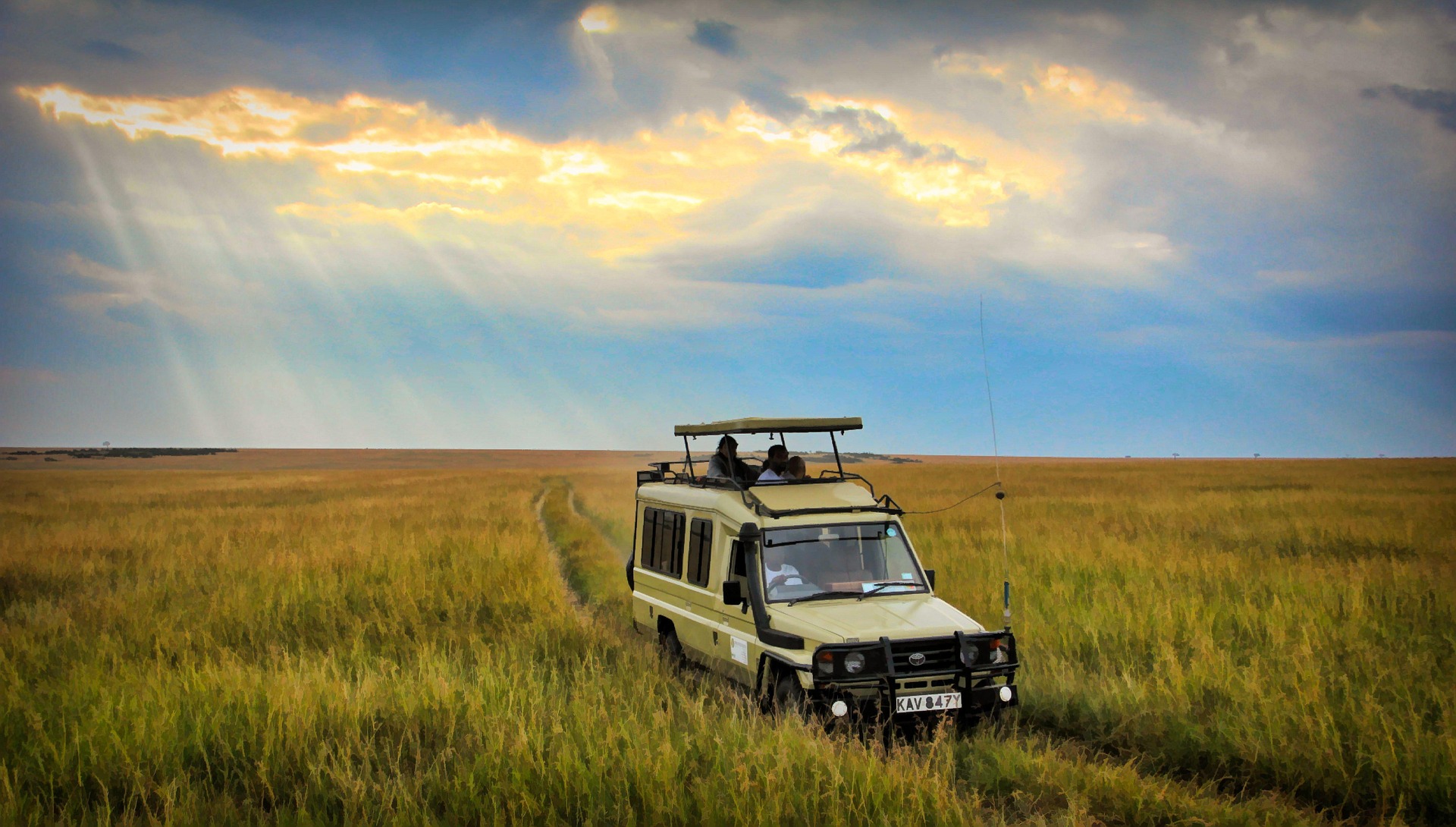 Safari