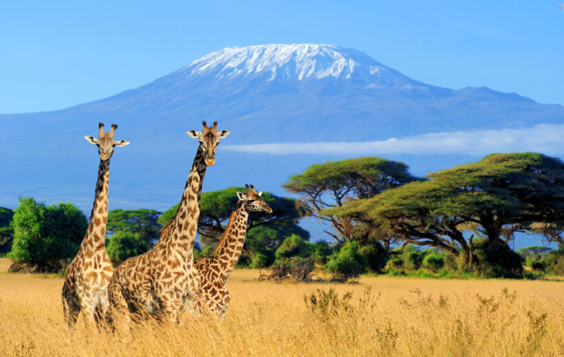 Amboseli-Nationalpark Privatsafari (3 Tage)