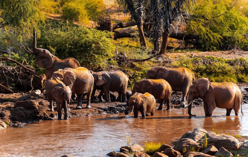 Tsavo-West-Nationalpark Privatsafari (3 Tage)