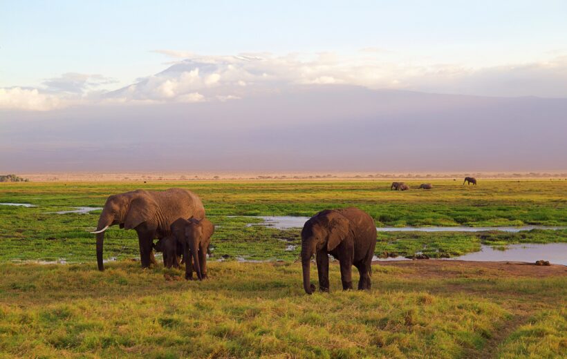 Amboseli-Nationalpark Gruppen-Safari (3 Tage)