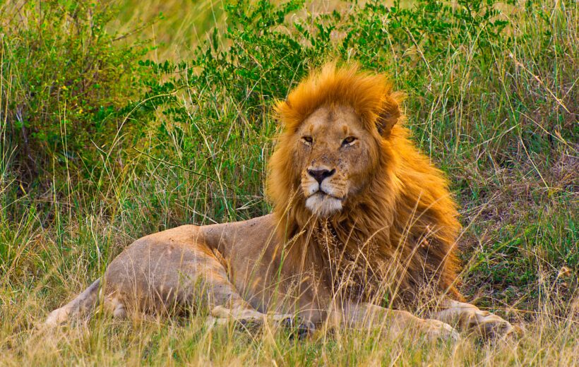 Masai Mara Privatsafari (4 Tage)