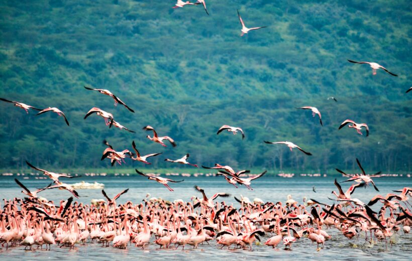 Masai Mara, Lake Nakuru & Lake Naivasha – Privatsafari (5 Tage)